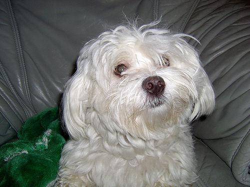 Maltese Dog