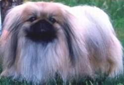 Pekinese