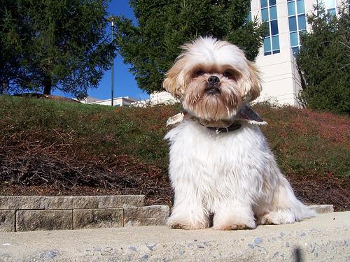 Shih-tzu
