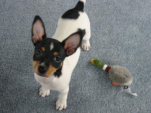 Toy Terrier
