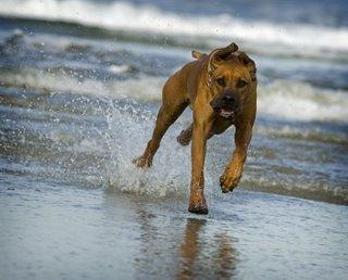 Rhodesian Ridgeback