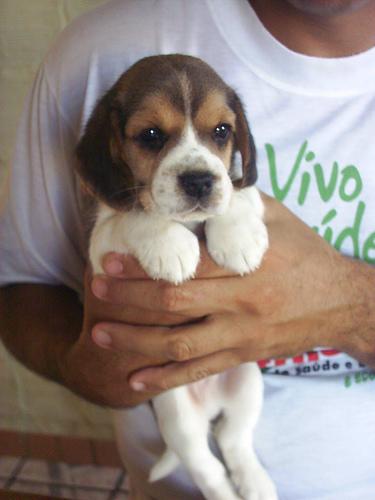 Beagle
