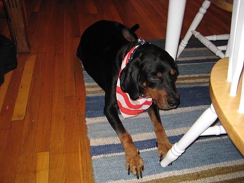 Black-and-tan Coonhound