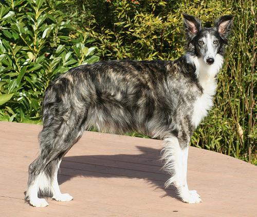 Borzoi