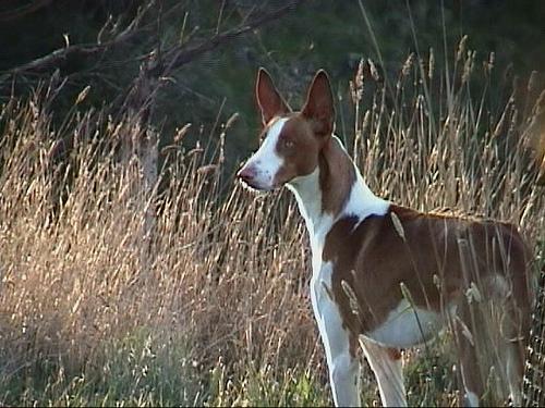 Ibizan Hound