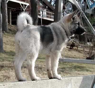 Norwegian Elkhound