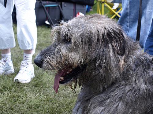 Scottish Deerhound