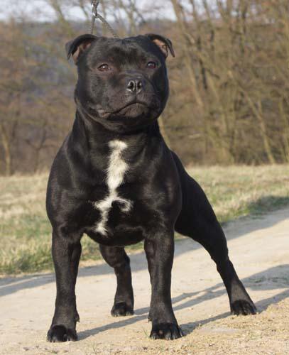 Staffordshire Bullterrier