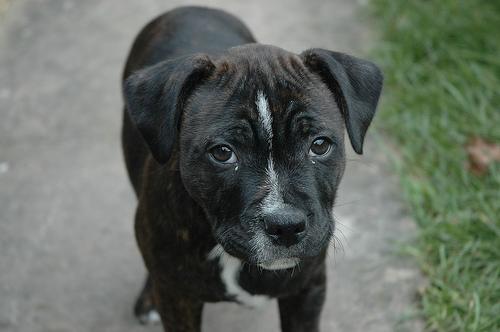 American Staffordshire Terrier