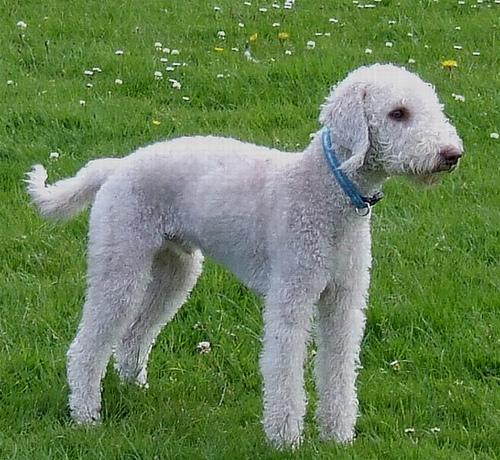 Bedlington Terrier