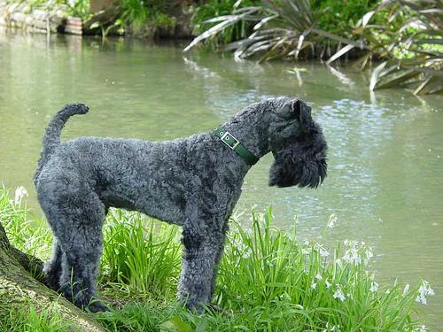 Kerry Blue Terrier