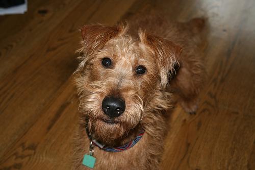 Irish Terrier
