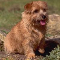 Norfolk Terrier