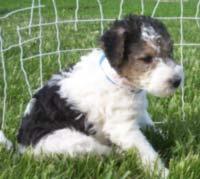 Wire-haired Fox Terrier