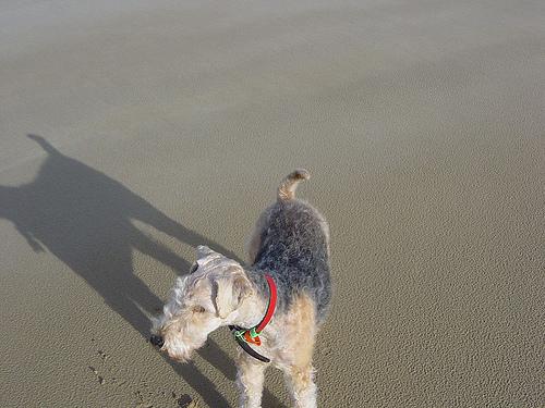 Lakeland Terrier