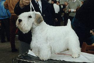 Sealyham Terrier