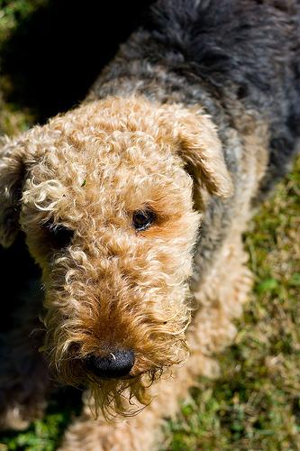 Airedale