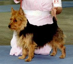 Australian Terrier