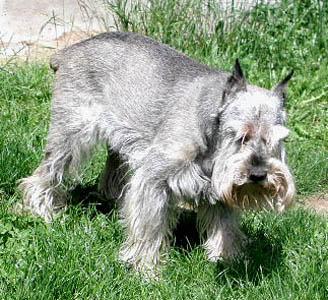 Standard Schnauzer