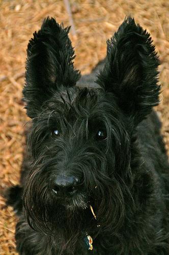 Scotch Terrier