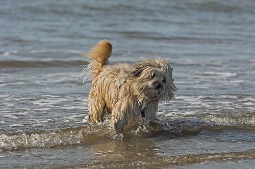 Tibetan Terrier