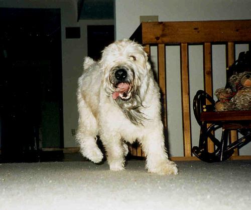 Soft-coated Wheaten Terrier