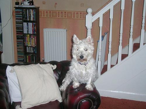 West Highland White Terrier