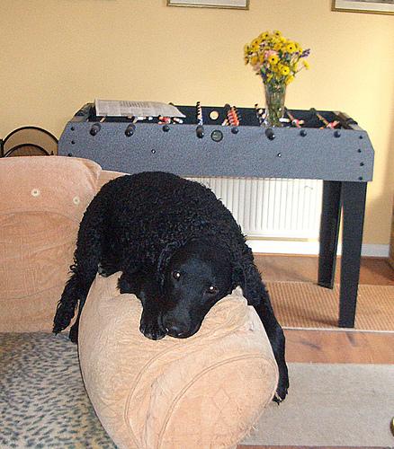 Curly-coated Retriever