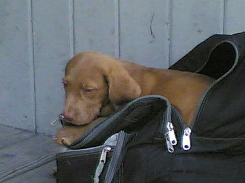 Chesapeake Bay Retriever