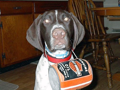 German Short-haired Pointer