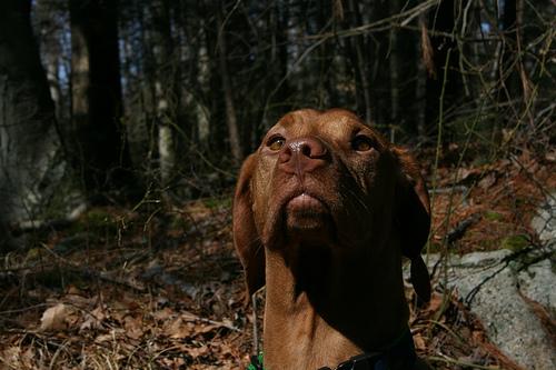 Vizsla