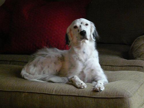 English Setter