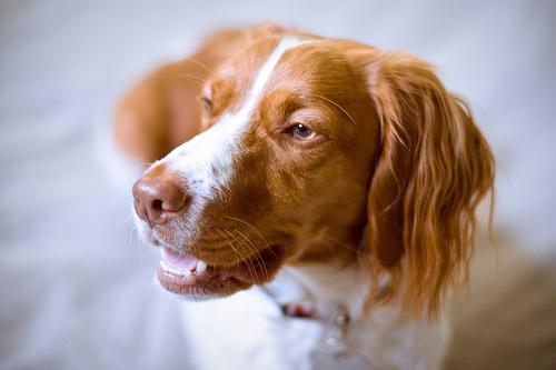 Brittany Spaniel