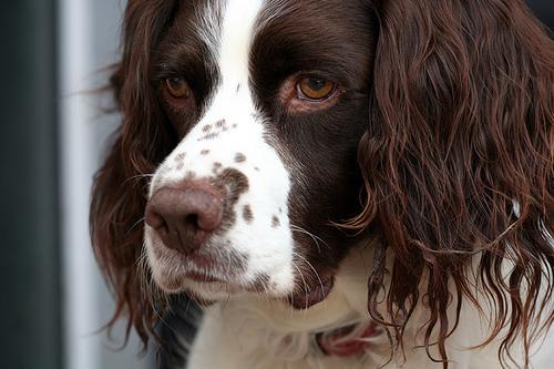 English Springer