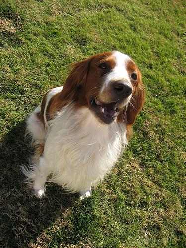 Welsh Springer Spaniel