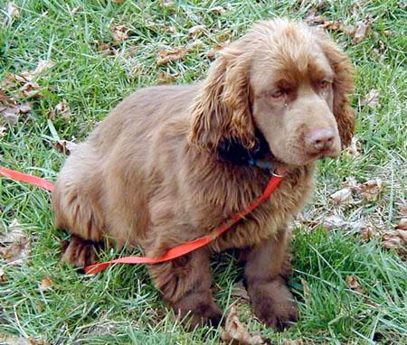 Sussex Spaniel
