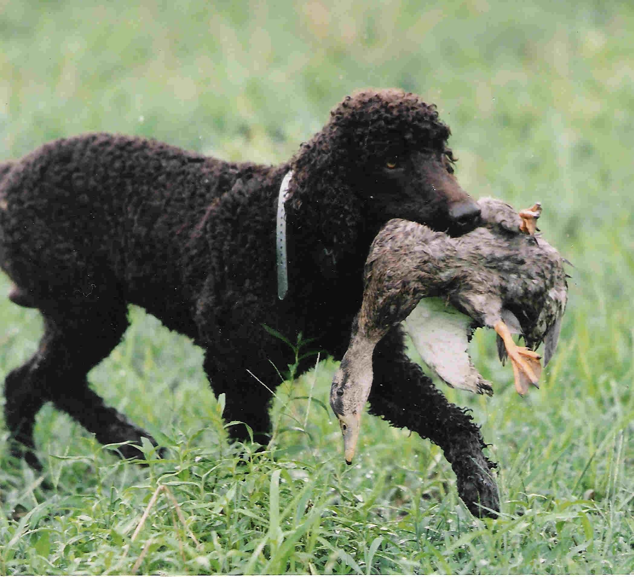 Irish Water Spaniel