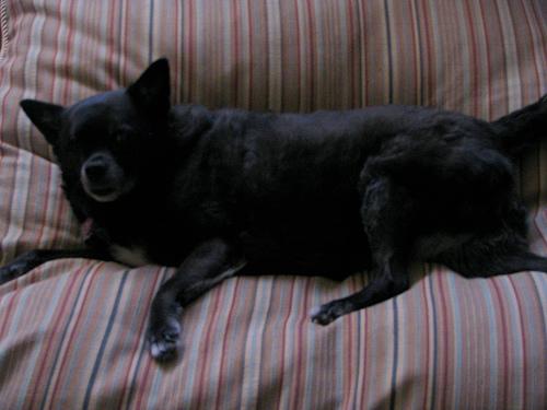 Schipperke