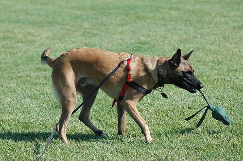 Malinois