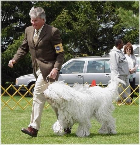 Komondor