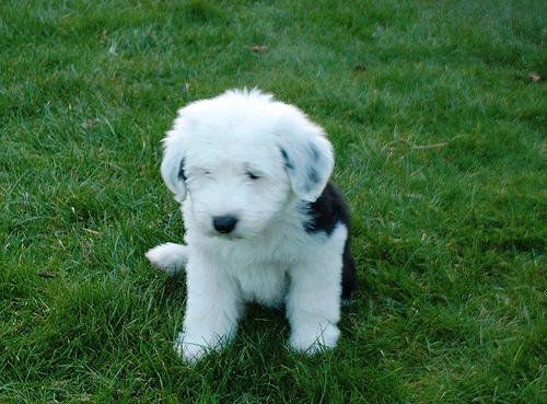 Old English Sheepdog