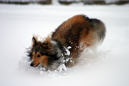 Shetland Sheepdog