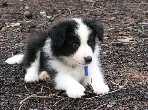 Border Collie