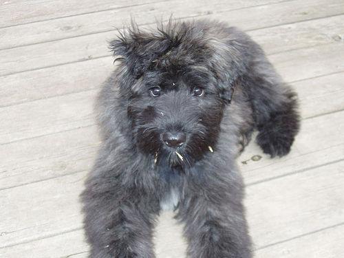 Bouvier Des Flandres