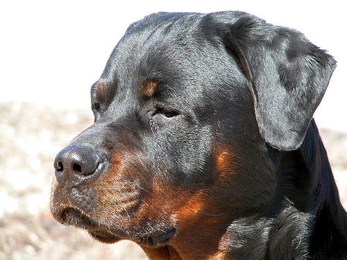 Rottweiler
