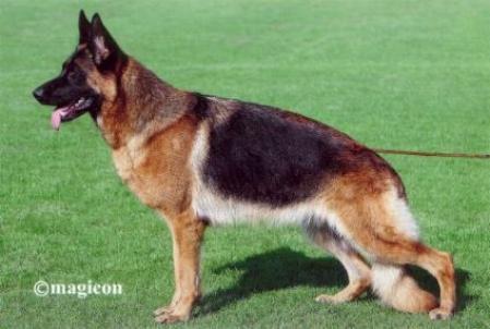 German Shepherd