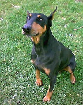 Doberman