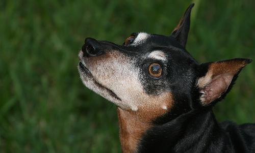 Miniature Pinscher