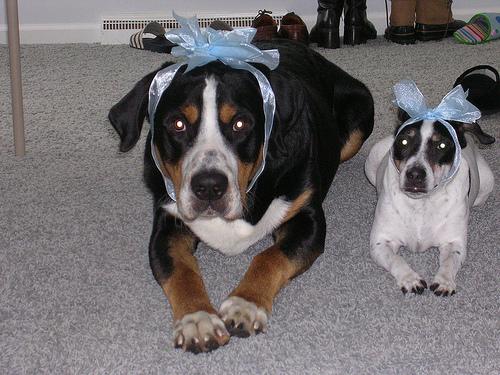 Greater Swiss Mountain Dog
