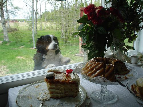Bernese Mountain Dog